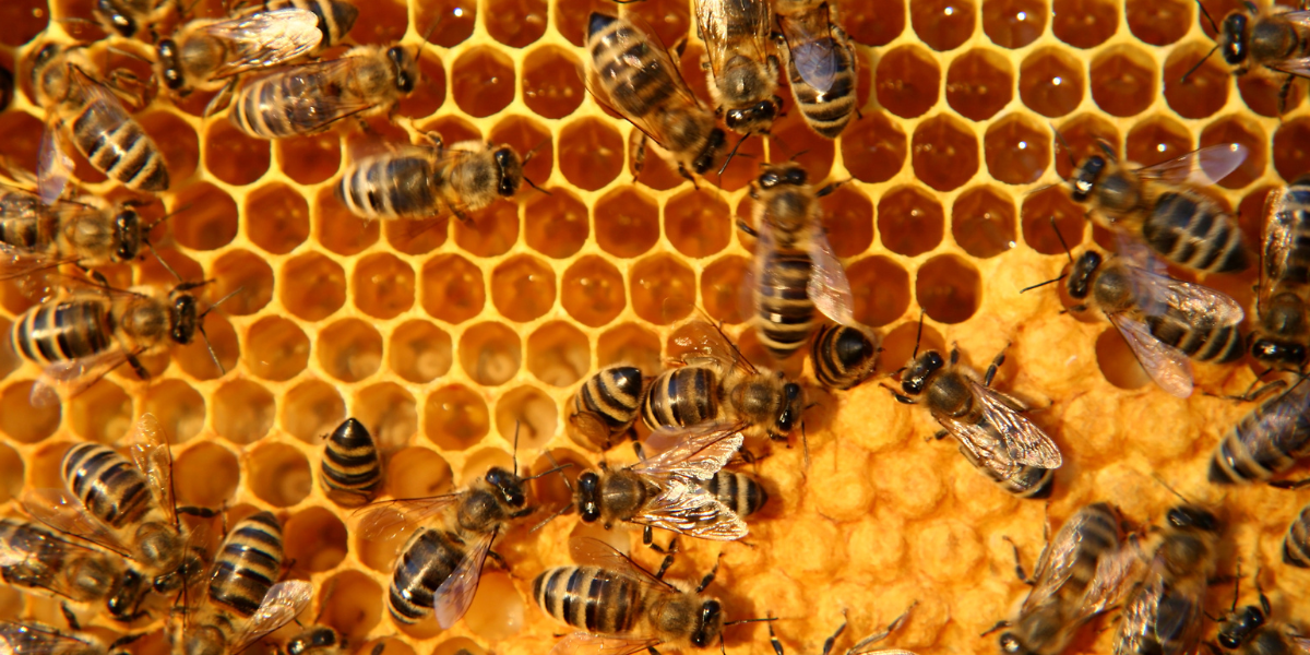 Bees working in their hive