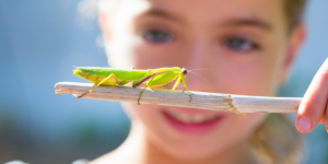 A young girl admiring a mantis she's holding on a stick.