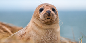 A fluffy brown seal by the ocean